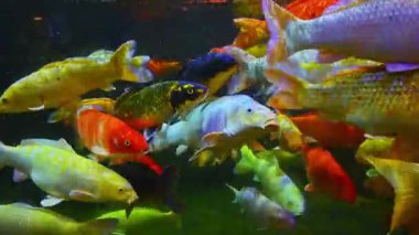 Renkli Japon sazan balığı Koi Balığı Asya 'daki akvaryumda yüzer.