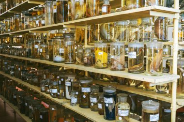 Yılan ve deniz hayvanlarından örnekler içeren mataralar ve test tüpleri, bilimsel eğitim laboratuvarının rafında bulunan balıklar.