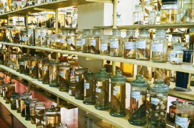 Biyoloji laboratuvarındaki raflarda deniz hayvanları ve balıkların olduğu mataralar.