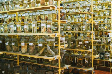 Yılan ve deniz hayvanlarından örnekler içeren mataralar ve test tüpleri, bilimsel laboratuvarın raflarında balıklar.