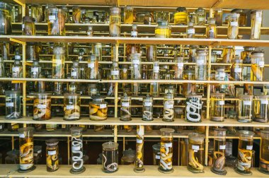 Biyoloji laboratuvarındaki raflarda deniz hayvanları ve balıkların olduğu mataralar.