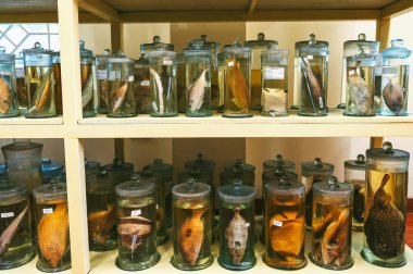 Biyolojik bir laboratuvarda formaldehit içinde yaşayan organizma ve hayvan örnekleriyle deney tüpleri.