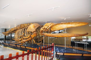 Müzede sergilenen dev balina iskeleti. Nha Trang, Vietnam - 31 Ekim 2024.