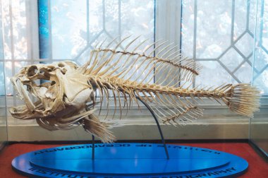 Bir deniz balığının iskeleti müzede sergilenmektedir. Nha Trang, Vietnam - 31 Ekim 2024.