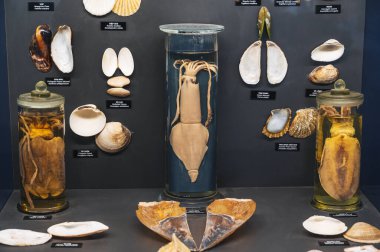 Farklı deniz kabukları sergilenen bir vitrin. Nha Trang, Vietnam - 31 Ekim 2024.