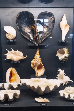 Farklı deniz kabukları sergilenen bir vitrin. Nha Trang, Vietnam - 31 Ekim 2024.