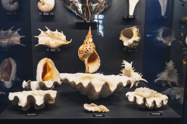 Farklı deniz kabukları sergilenen bir vitrin. Nha Trang, Vietnam - 31 Ekim 2024.