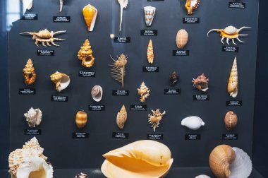 Farklı deniz kabukları sergilenen bir vitrin. Nha Trang, Vietnam - 31 Ekim 2024.