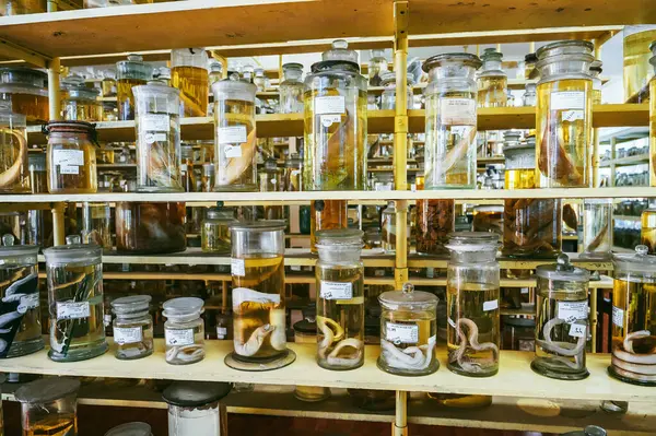 Şişeler, Asya 'daki bilimsel bir laboratuvar müzesinde formaldehit içinde bulunan deniz hayvanlarının örneklerini test ediyor.