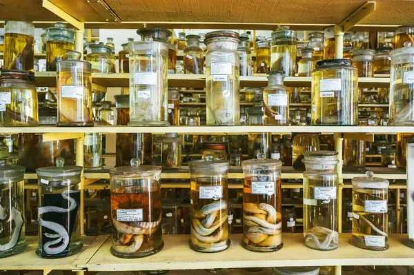 Bilimsel gizli bir biyokimya laboratuvarının rafında formaldehit içindeki organizmalardan örnekler içeren şişeler ve test tüpleri.