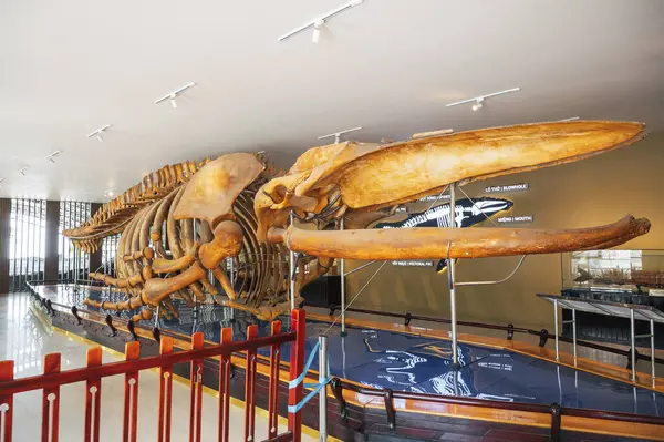 Müzede sergilenen dev balina iskeleti. Nha Trang, Vietnam - 31 Ekim 2024.