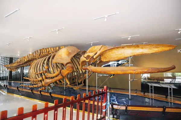 Müzede sergilenen dev balina iskeleti. Nha Trang, Vietnam - 31 Ekim 2024.