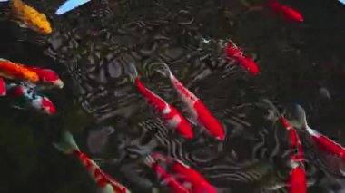 Renkli Japon sazan balığı Asya 'daki bir Japon bahçesinde bir havuzda yüzer.