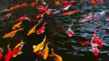 Renkli Japon sazan balığı Asya 'daki bir Japon bahçesinde bir havuzda yüzer.