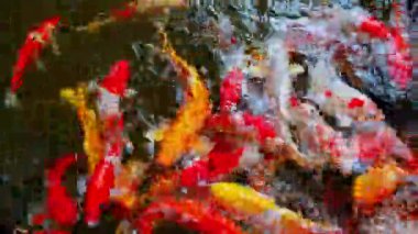 Renkli Japon sazan balığı Asya 'da bir Japonya' da bir gölette yüzer.