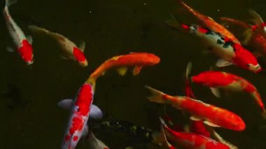 Renkli Japon sazan balığı Asya 'da bir Japonya' da bir gölette yüzer.