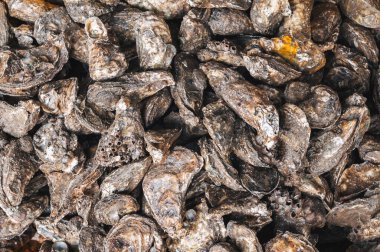 İstiridyeli arka plan. Fransa 'daki deniz ürünleri pazarında taze istiridye.