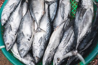 Taze balık yakaladım. Vietnam 'daki Asya deniz ürünleri pazarında soğuk uskumru tezgahında.