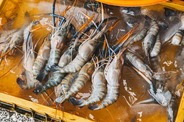 Taze karides. Balık pazarının tezgahında buzlu soğuk büyük karidesler.