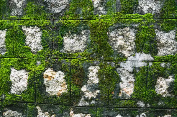 Yosun kaplı eski antik taş duvar. Doğal desenli arkaplan