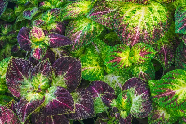 Kola bitkisinin mor yeşil yapraklı doğal arkaplanı