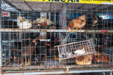 Vietnam 'da pazarda satılık kafeslerdeki kuşlar. Nha Trang, Vietnam - 12 Aralık 2024