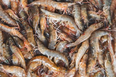 Arkaplanda taze karides var. Balık pazarında soğuk karides tezgahın üzerinde.