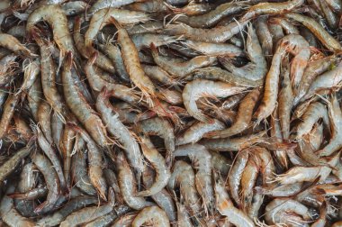 Arkaplanda taze karides var. Balık pazarında soğuk karides tezgahında.