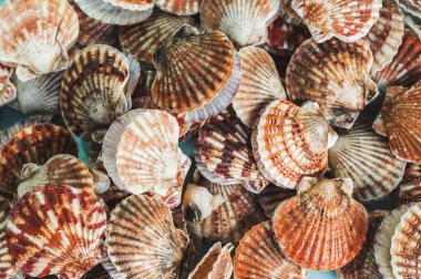 İstiridyeli arka plan. Asya 'daki deniz ürünleri pazarında deniz kabukları.