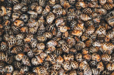 Salyangozlu arka plan. Asya 'daki deniz ürünleri pazarında yenilebilir salyangozlar.