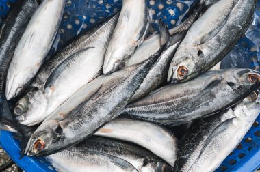 Taze balık yakaladım. Deniz ürünleri pazarında soğuk uskumru tezgahında.