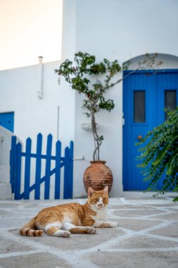 Yunanistan 'da yerde yatan turuncu ve beyaz kedi