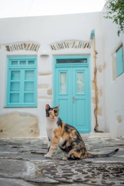 Parikia sokaklarında poz veren kedi, Paros