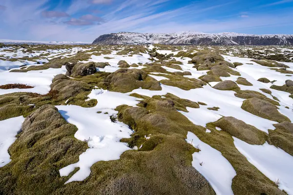 Mossy Lava Fields Eldhraun Covered Snow Iceland Stock Picture
