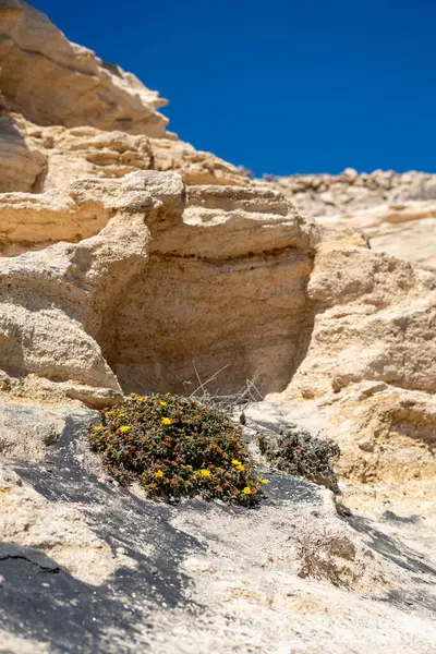 stock image Beach Rocks with Small Yellow Flowering Shrub