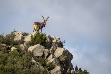Güneşli bir günde, Oliete 'nin alçak dağlarında büyük boynuzlu yalnız erkek İber dağ keçisi. Yüksek kalite fotoğraf