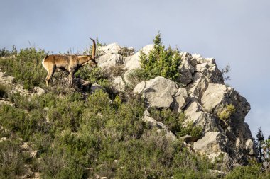 Güneşli bir günde, Oliete 'nin alçak dağlarında büyük boynuzlu yalnız erkek İber dağ keçisi. Yüksek kalite fotoğraf