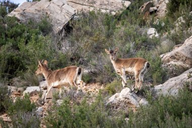 Two young female mountain goat capra pyrenaica in the lowlands of Teruel, Spain clipart