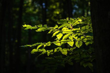 Polonya 'da Karanlık Ormana Karşı Sanatsal Yeşil Yapraklar