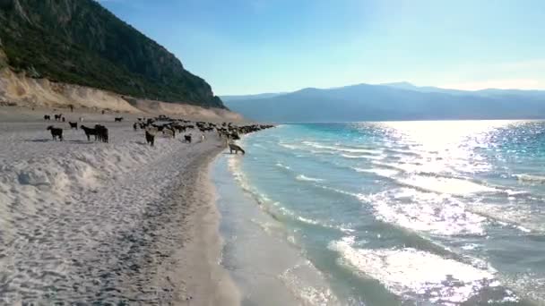 Experience Serenity Nature Capture Herd Sheep Shepherd Stunning Lake Surrounded — Stock Video