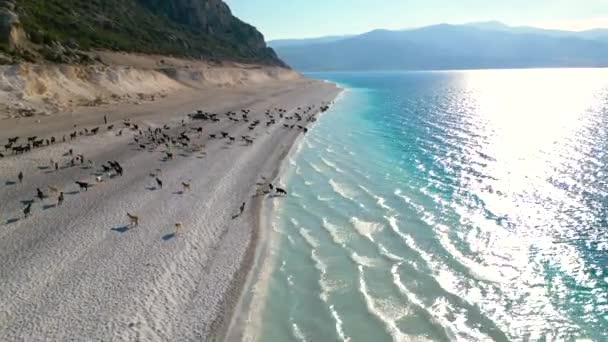 Experience Serenity Nature Capture Herd Sheep Shepherd Stunning Lake Surrounded — Vídeo de stock