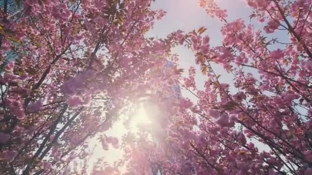 Bahar Geldi Beraberinde Renk Yaşam Patlaması Geliyor Nefes Kesici Videoda — Stok video