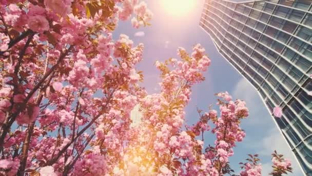 Eljött Tavasz Jön Színek Élet Hulláma Ebben Lélegzetelállító Videóban Természet — Stock videók