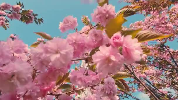 Spring Has Arrived Comes Burst Color Life Breathtaking Video Showcase — Stockvideo