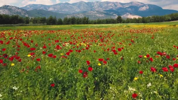 罂粟地开花了 晨曦自然新鲜的概念 红色野花的春景 美丽的风景 飘扬的长条旗 高质量的4K镜头 — 图库视频影像