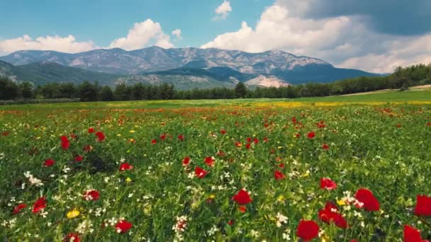 ケシの花のフィールド 朝の自然の新鮮さの概念 赤い野の花の春の風景 美しい風景 プノラマ長いバナー 高品質4K映像 — ストック動画