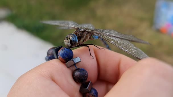 Dragonfly Landing Hand Blue Sky Slow Motion High Quality Footage — Stock Video