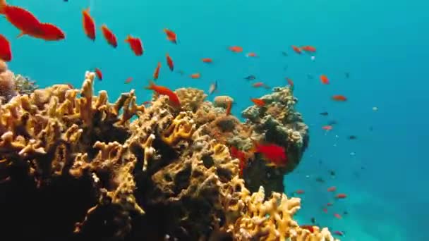 Grupp Dykare Simmar Vattnet Vid Röda Havet Tropiskt Fiskkorallrev Högkvalitativ — Stockvideo