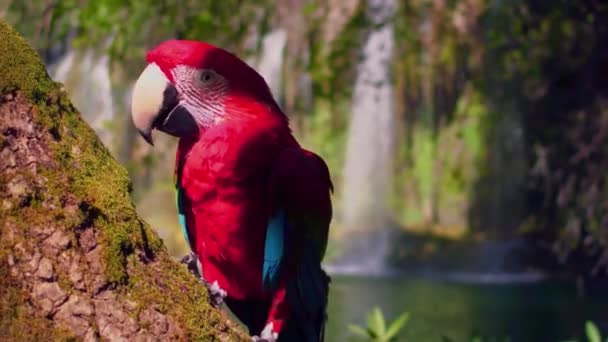 Rode Papegaai Scharlaken Macaw Ara Macao Hoge Kwaliteit Beeldmateriaal — Stockvideo
