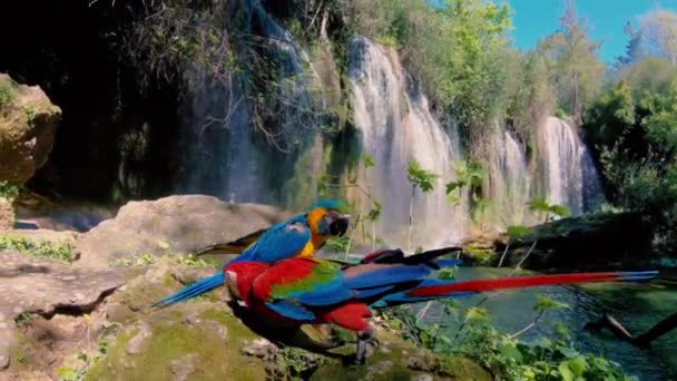 滝のある美しい森に2つの赤と青のオウム 高品質の4K映像 — ストック動画